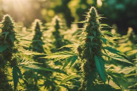 7 Best Autoflower Strains for Maximum Yield