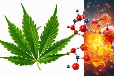 Does THC Burn Fat?: Understanding the Mechanism