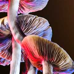 The Long-Term Benefits of Psilocybin: An Expert's Perspective