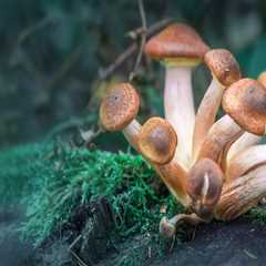 The Potential Benefits of Psilocybin for Treating Mental Health Disorders