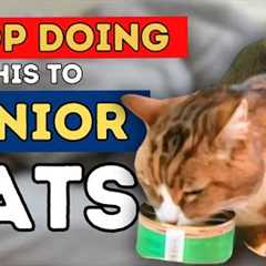 Dr Jones'' Top 7 Tips to a Healthy and Long Lived Senior Cat