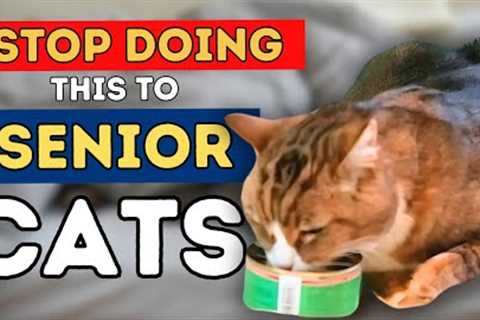 Dr Jones'' Top 7 Tips to a Healthy and Long Lived Senior Cat