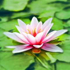 Hypnotherapy vs. Meditation: What’s the Difference and Which is Right for You?