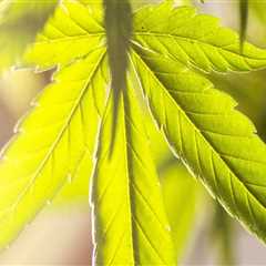 Silver Haze: Indica or Sativa? Insights for Recovery