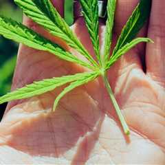 Understanding Hybrid Cannabis and Finding the Right Rehab in Dallas, TX