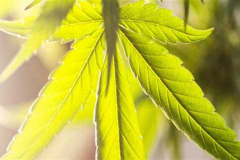 Silver Haze: Indica or Sativa? Insights for Recovery