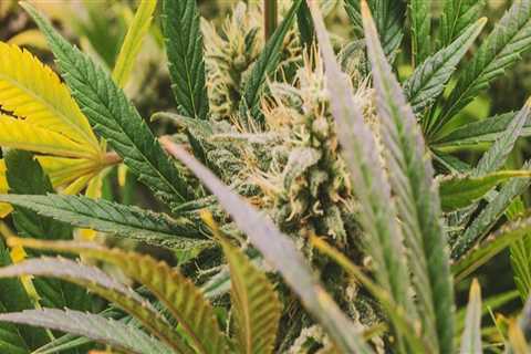 Exploring Hemp in Addiction Recovery at Guardian Recovery