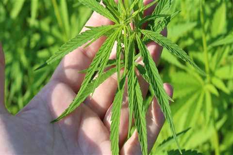 The Future of Medical Marijuana in Addiction Treatment