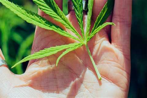 Understanding Hybrid Cannabis and Finding the Right Rehab in Dallas, TX