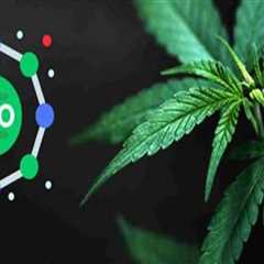 Why Cannabis Therapy Providers Rely on Cannabis SEO for Competitive Growth